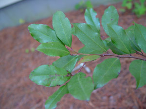 Cherry laurel leaves